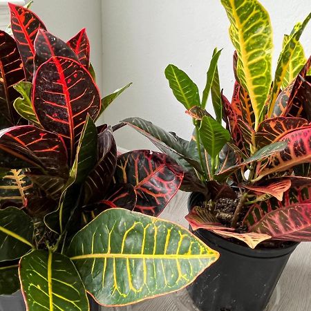 Next To Universal! 2Bedroom-2Bath-Many Indoor Plants Орландо Экстерьер фото